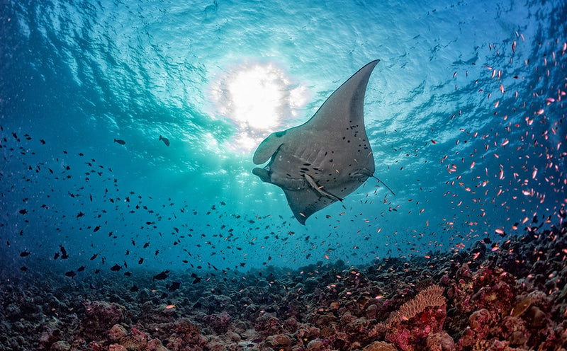 The Maldives - North Male Atoll