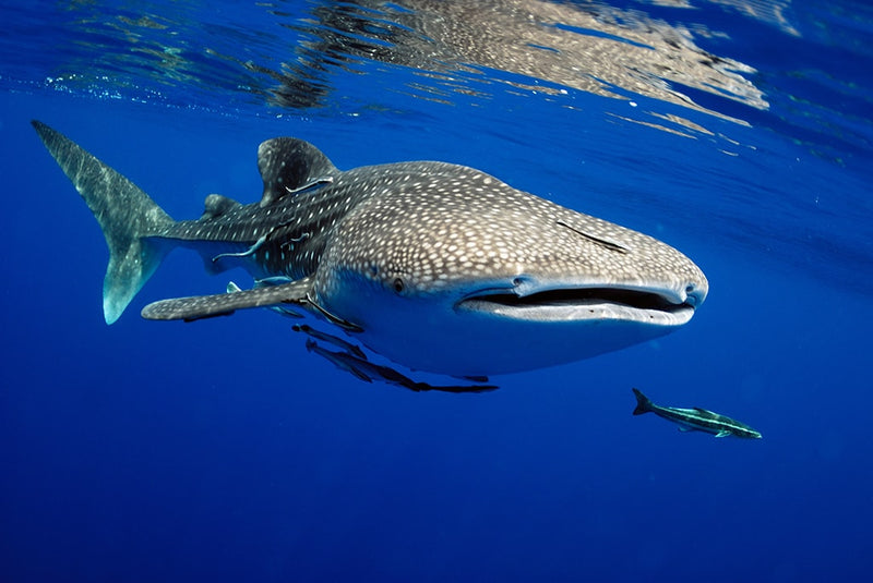 The Maldives - North Male Atoll 2