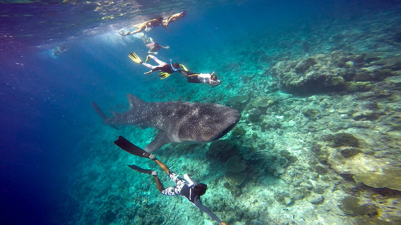 The Maldives - North Male Atoll