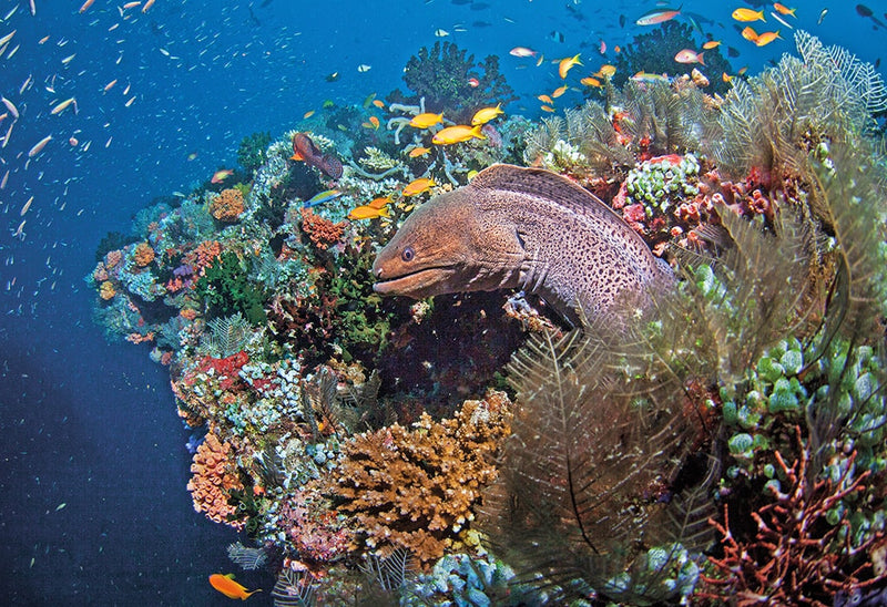 The Maldives - North Male Atoll