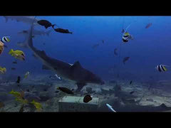 Fiji at Beqa Lagoon Resort