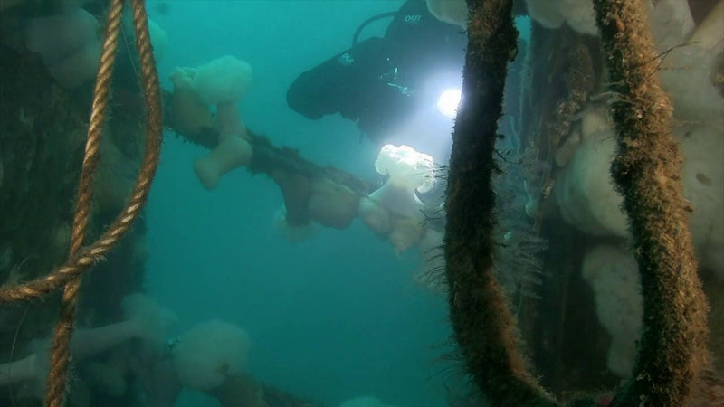 Diver on the ACE Wreck in Dana Point California