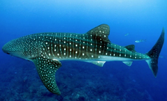 SlipIns DiveSkins/SurfSkins Whale Shark