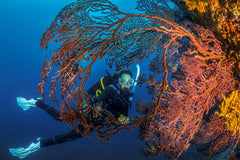 PADI Underwater Naturalist